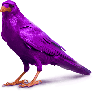 purple raven bird image standing for slider